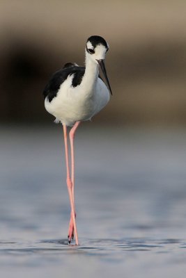 Black-necked Stilt