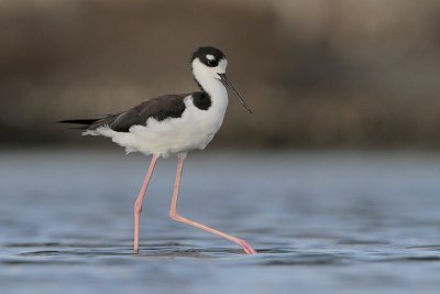 Black-necked Stilt