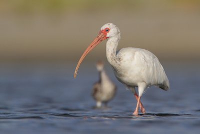 White Ibis