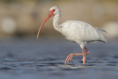 White Ibis