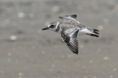 Wilson's Plover