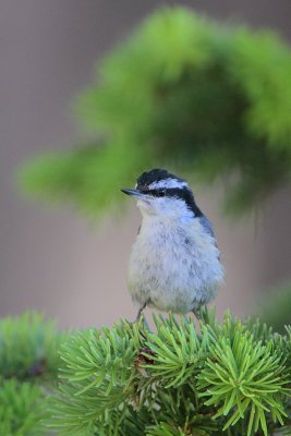 Red-breasted Nuthatch