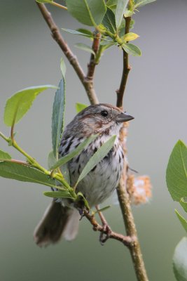 Song Sparrow