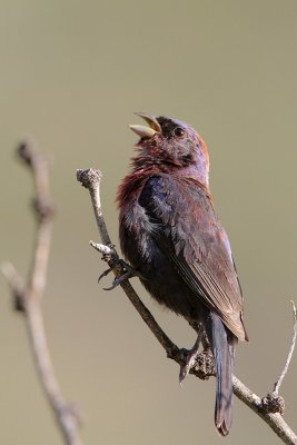 Varied Bunting