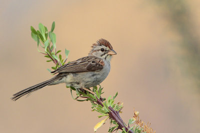 Rufous-winged Sparrow