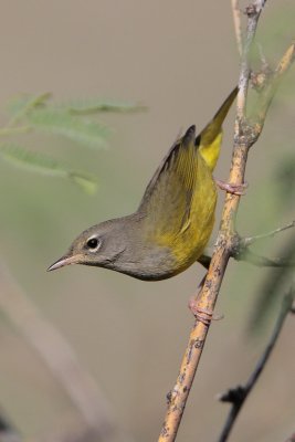 MacGillivray's Warbler