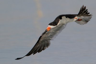 Black Skimmer