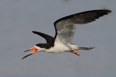 Black Skimmer