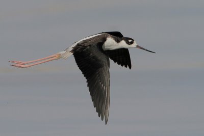 Black-necked Stilt