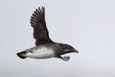 Rhinoceros Auklet