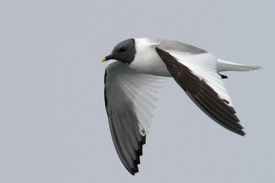 Sabine's Gull