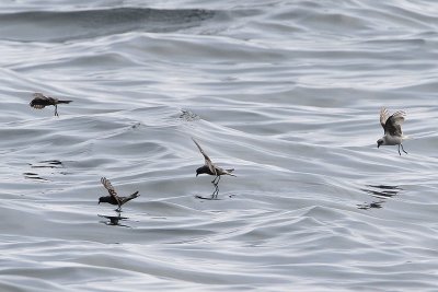 Ashy Storm-Petrel and Fork-tailed Storm-Petrel