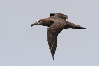 Black-footed Albatross