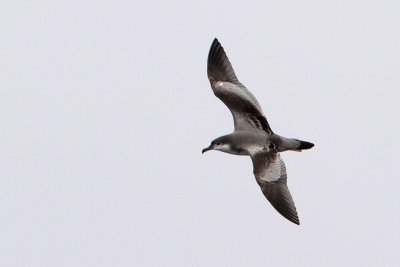 Buller's Shearwater