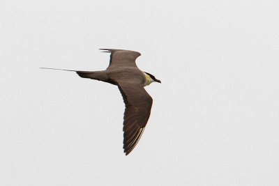 Long-tailed Jaeger