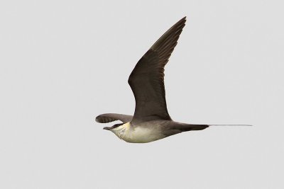 Long-tailed Jaeger