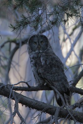 Great Grey Owl