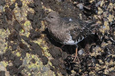 Black Turnstone