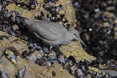 Wandering Tattler