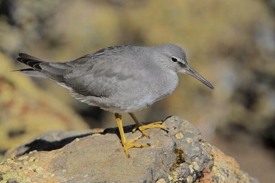 Wandering Tattler