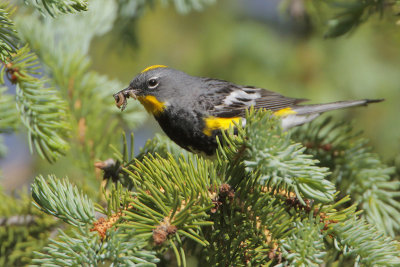 Yellow-rumped Warbler