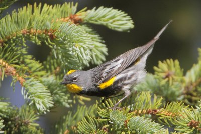 Yellow-rumped Warbler