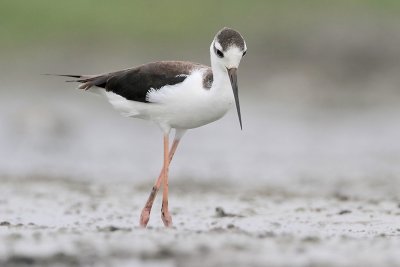 Black-necked Stilt