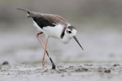 Black-necked Stilt