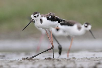 Black-necked Stilt