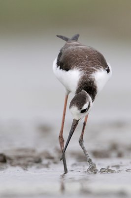 Black-necked Stilt
