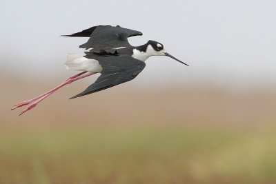 Black-necked Stilt