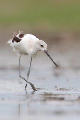 American Avocet