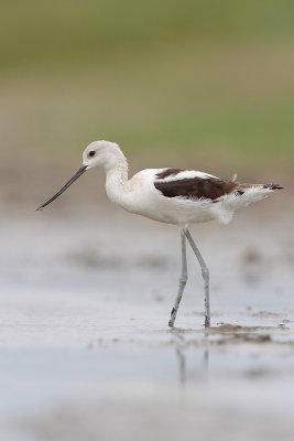 American Avocet