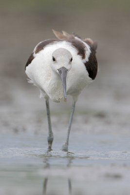 American Avocet