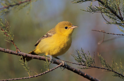 Baltimore Oriole