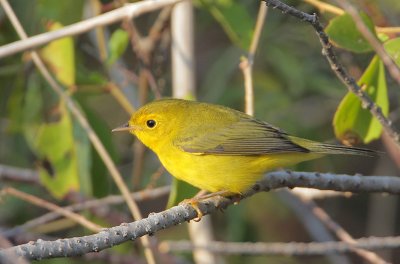 Wilson's Warbler