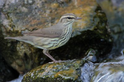 Northern Waterthrush