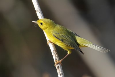 Wilson's Warbler