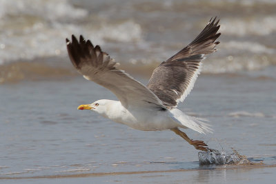 Lesser Black-backed Gull