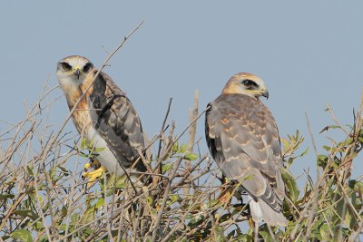 White-tailed Kite