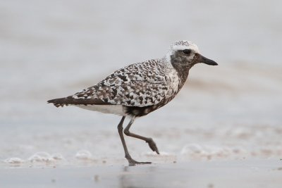 Black-bellied Plover