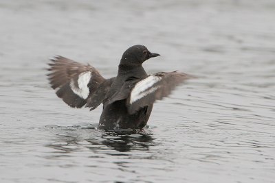 Pigeon Guillemot