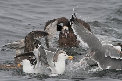 Black-footed Albatross and Western Gulls