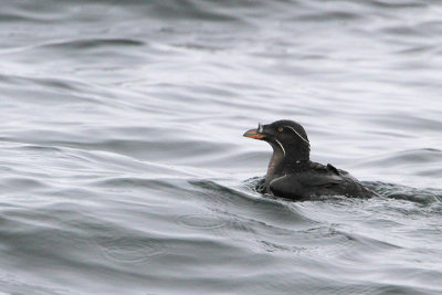 Rhinoceros Auklet