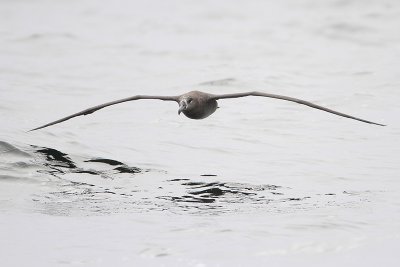 Black-footed Albatross