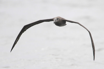 Black-footed Albatross