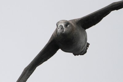 Black-footed Albatross