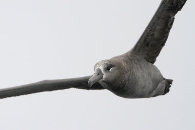 Black-footed Albatross