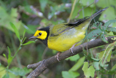 Hooded Warbler