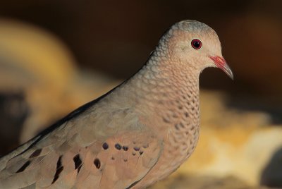 Common Ground-Dove